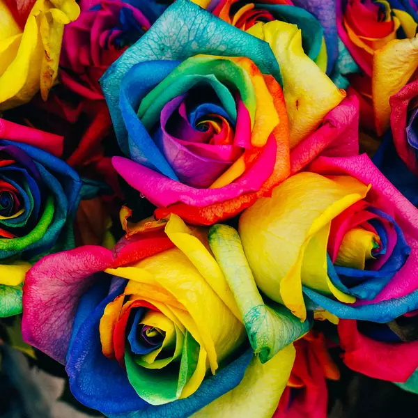 Rosas de distintos colores