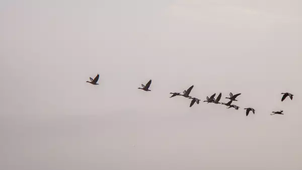 Migration